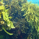 seaweed-canopy-1