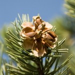 pinon-pine-nuts-00002